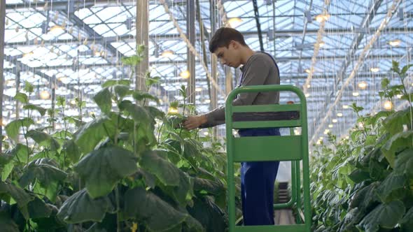 Man Inspecting Plants in Greenhouse