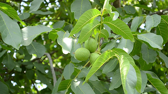 Green Walnuts in Tree