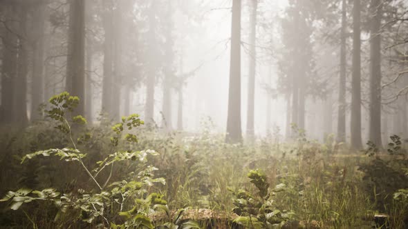 Sunbeams in Natural Spruce Forest