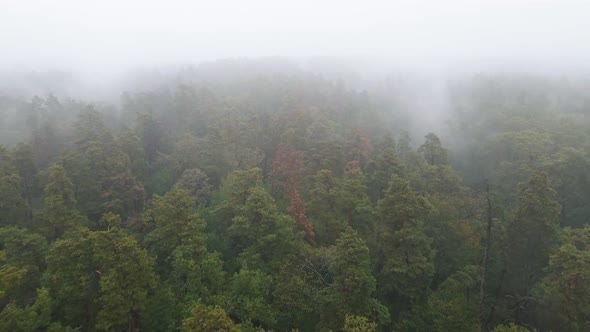 Fog in the Forest Aerial View