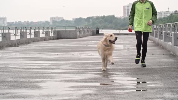 Teenage boy Training Big Labrador Dog