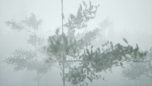 Cloudy Autumn Day in the Pine Forest with Fog