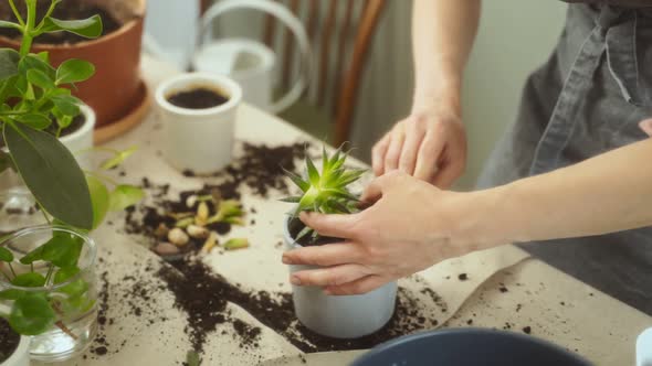 Crop woman transplanting succulent on table