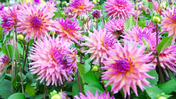 Flowers Of A Pink Chrysanthemum Against 1