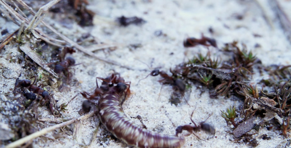 Ants and Caterpillar