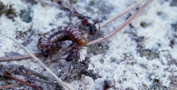 Ants and Caterpillar 2