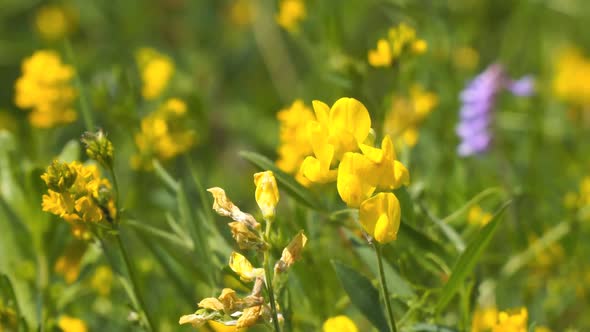 Wild Yellow Flowers of Meadow Pee or Meadow Vetchling are Swayed By a Light Breeze