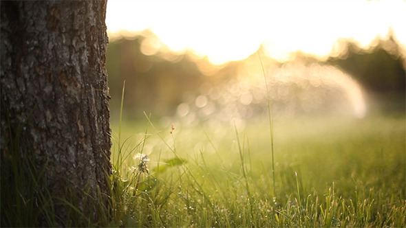 Watering The Grass 2