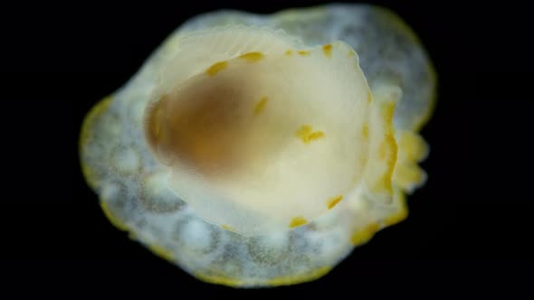 Sea Slug Heterobranchia Under a Microscope Order Pleurobranchida