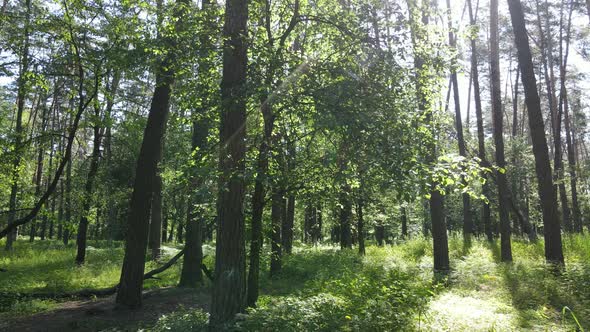 Beautiful Green Forest on a Summer Day Slow Motion