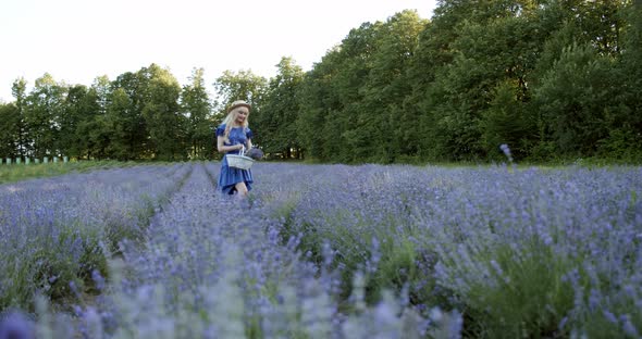 Female with Wicker Basket Stay in Blooming Lavender Field on Summer Day and Puts a Bouquet of