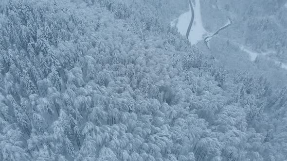 Aerial shot: spruce and pine winter forest completely covered by snow.