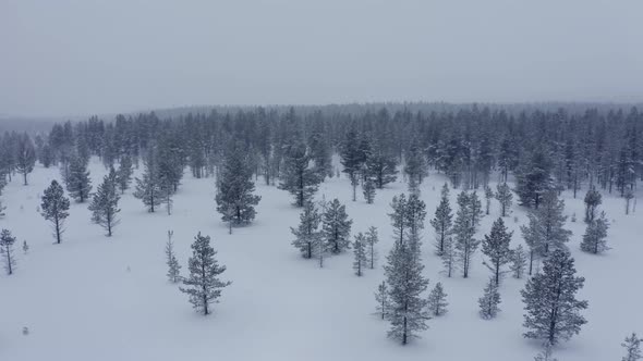 Aerial Drone View in Mountain Forest. Winter Landscape. Fly Over Frozen Snowy Fir and Pine Trees