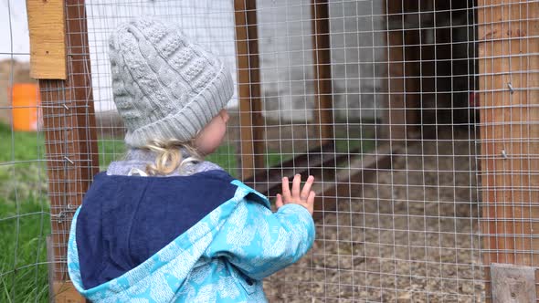 Young Boy Watching Chickens in Hen House