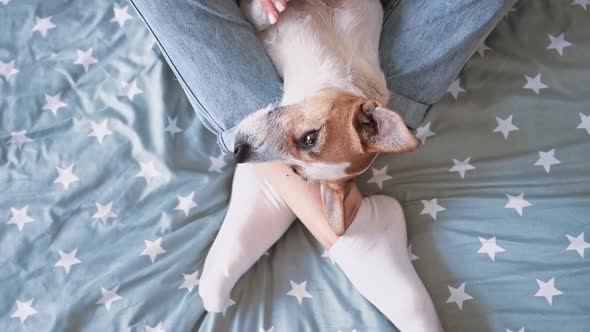 Young Loving Girl Blue Jeans and White Socks Stroking Caressing Small Jack Russell Dog with Her Hand