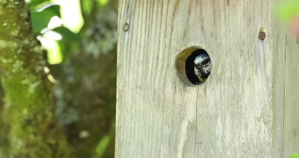 Blue tit (Cyanistes caeruleus) flying out of nest box in apple tree in garden in spring, Scotland