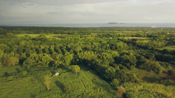 Aerial Landscape Fruit Plantation and Garden on Green Field in Asian Village. Drone Flying Over