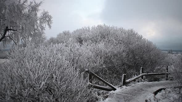 Magical frozen plants in winter landscape ining back gimbal shot