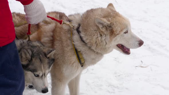 Team of Husky Sled Dogs