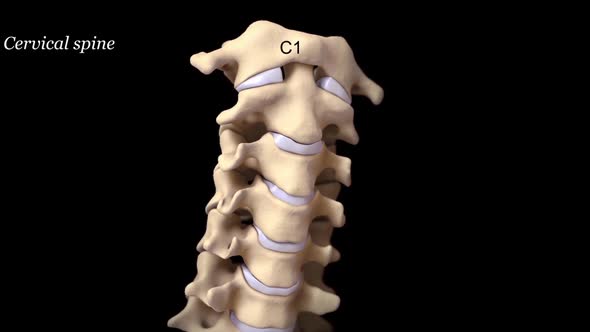 The neck, also called the cervical spine, is a well-designed structure formed.