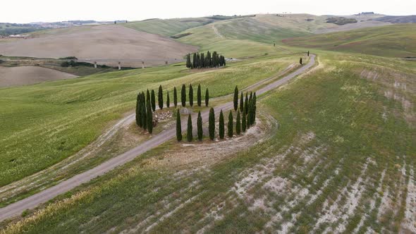 Group of Cypresses in Tuscany