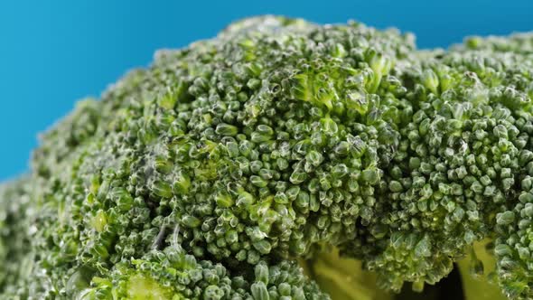 Broccoli on Blue Background Fresh Green Broccoli Closeup Vitamins Raw Food and Vegetarian Lifestyle