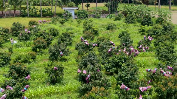 Longan fruits ripen on trees in protective nets on Indonesia plantation aerial