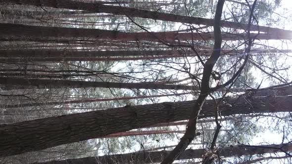 Vertical Video of Trees in a Pine Forest Slow Motion