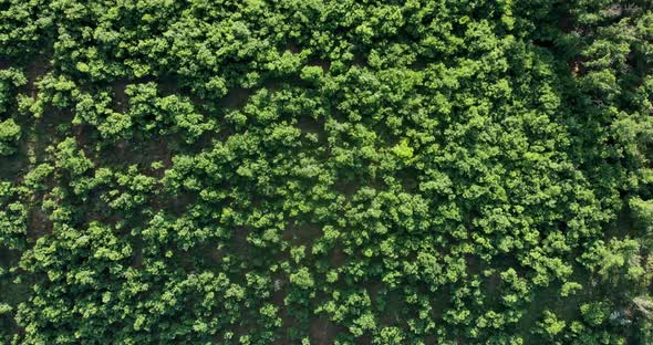 Aerial View Of Green Forest Swaying