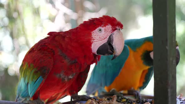 Scarlet macaw eating in forest - SLOW MOTION