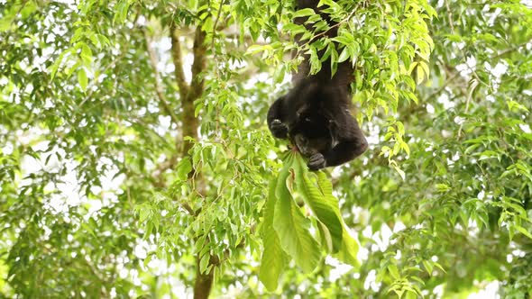 Mantled Howler Monkey (alouatta palliata), Costa Rica Wildlife, Eating Leaves and Plants in a Tree,