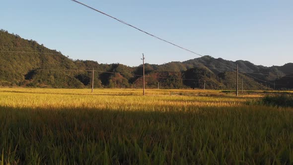 Rice in rural area