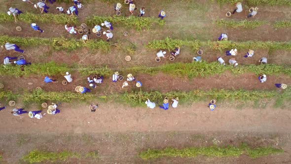 Aerial view of group working in vineyard in Greece.