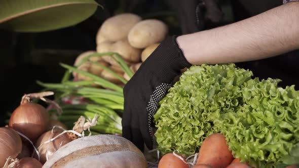 Close Up Female Farmer Hands in Black Gloves Arranging Organic Food Salad Potatos Carrots in Farm