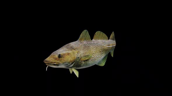 Atlantic Cod Fish View From Front Side