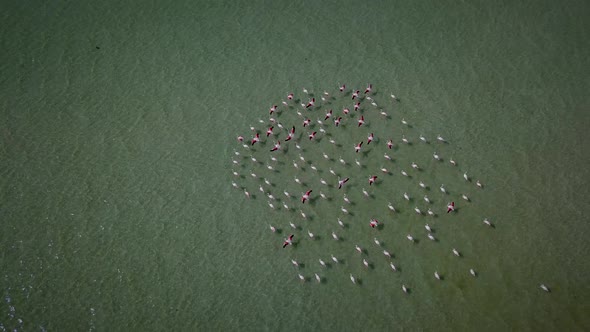 Aerial view of flamingos in West Coast National park, Cape Town, South Africa.