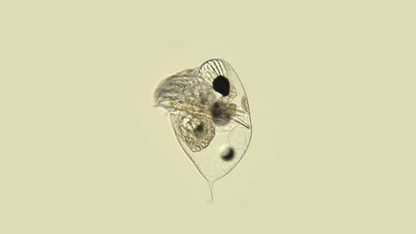 Black Sea Plankton and Zooplankton Under a Microscope, Water Flea or Also Called Marine Cladoceran