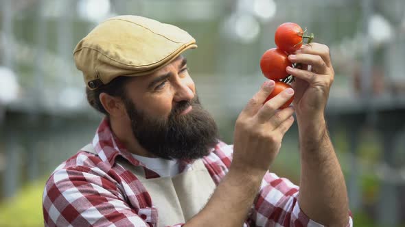 Happy Man Smelling Fresh Tomatoes in Greenhouse, Farmer Proud of Rich Harvest