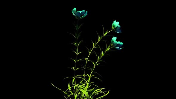 Wild Flowers Botanical Floral 3D Rendering