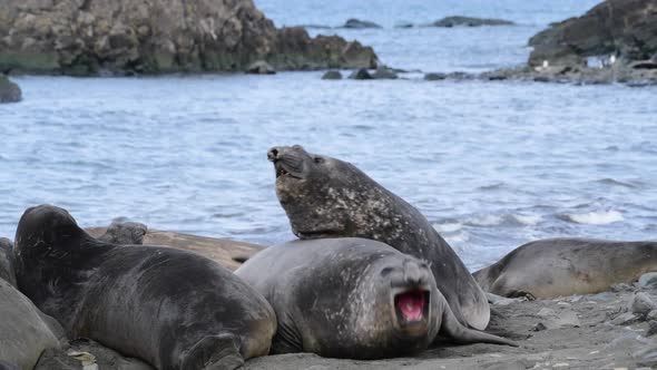 Elephant Seals on the Beach in Antarctica