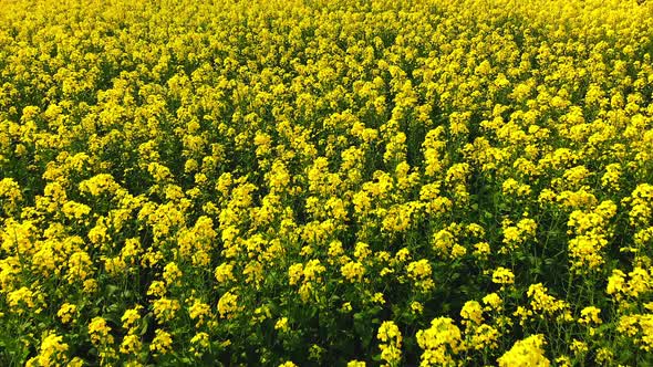 Rapeseed Fields in Aerial View