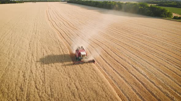 Aerial View Harvester Working in the Field. Combine Harvester Agricultural Machine Collecting Golden