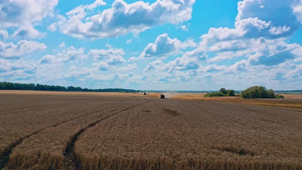 Wheat field under blue sky in the evening