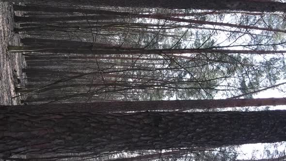 Vertical Video of Beautiful Forest Landscape