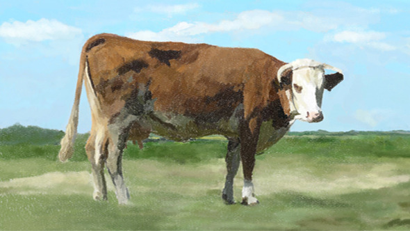 Cow