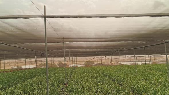 Aerial footage from inside a large greenhouse with flowers