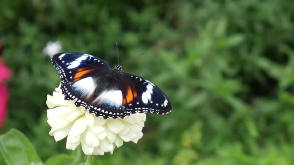 Beautiful butterflies perch on beautiful white flower in the garden.