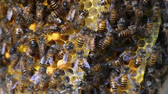 working bees on honey cells