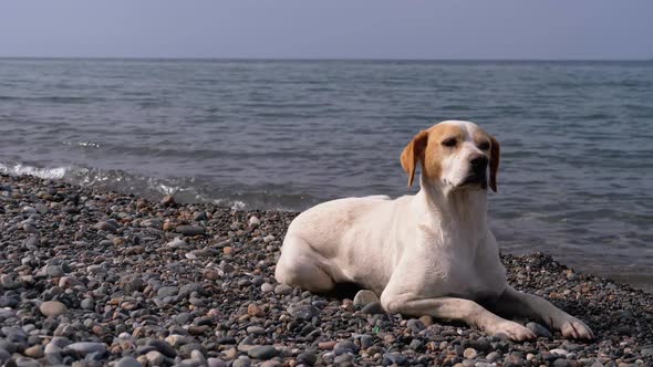 Stray Dog Lies on a Stone Shore of the Sea, Hungry, Wild and Unhappy Homeless Dog