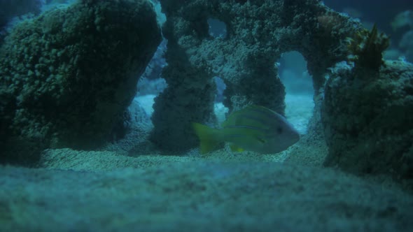 Big Group of the Jack Fish  Reflection Against the Surface in Beautiful Blue Water